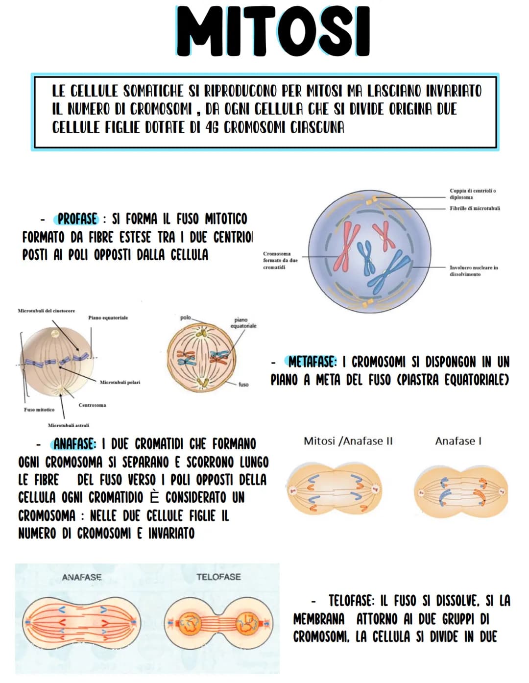MITOSI
LE CELLULE SOMATICHE SI RIPRODUCONO PER MITOSI MA LASCIANO INVARIATO
IL NUMERO DI CROMOSOMI, DA OGNI CELLULA CHE SI DIVIDE ORIGINA DU