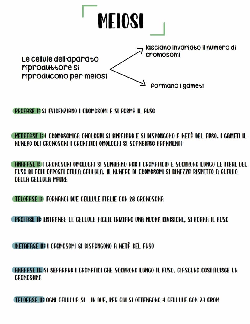 MITOSI
LE CELLULE SOMATICHE SI RIPRODUCONO PER MITOSI MA LASCIANO INVARIATO
IL NUMERO DI CROMOSOMI, DA OGNI CELLULA CHE SI DIVIDE ORIGINA DU