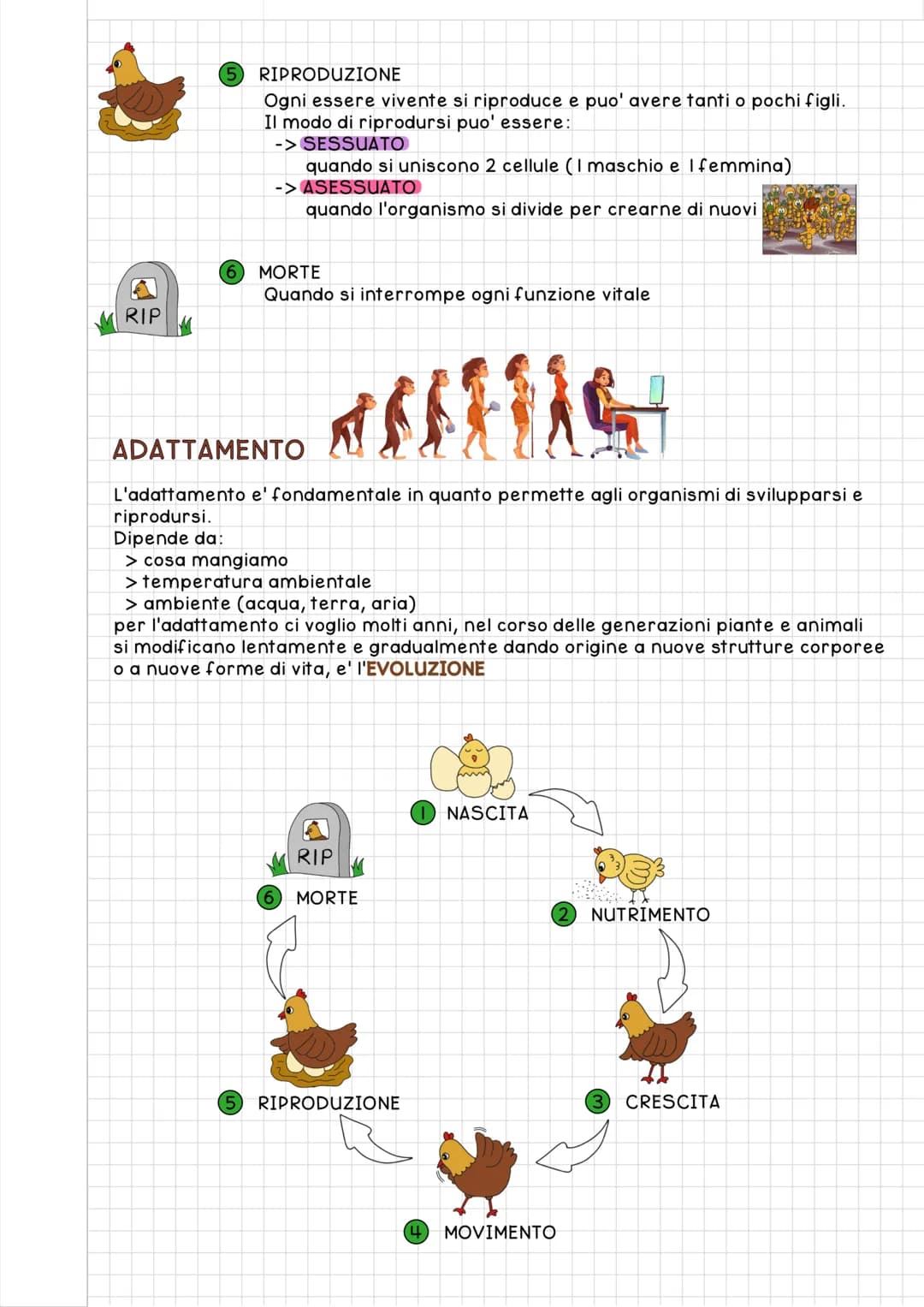 Le fasi della vita: 5 fasi del ciclo vitale degli esseri viventi e 4 fasi del ciclo di vita del prodotto