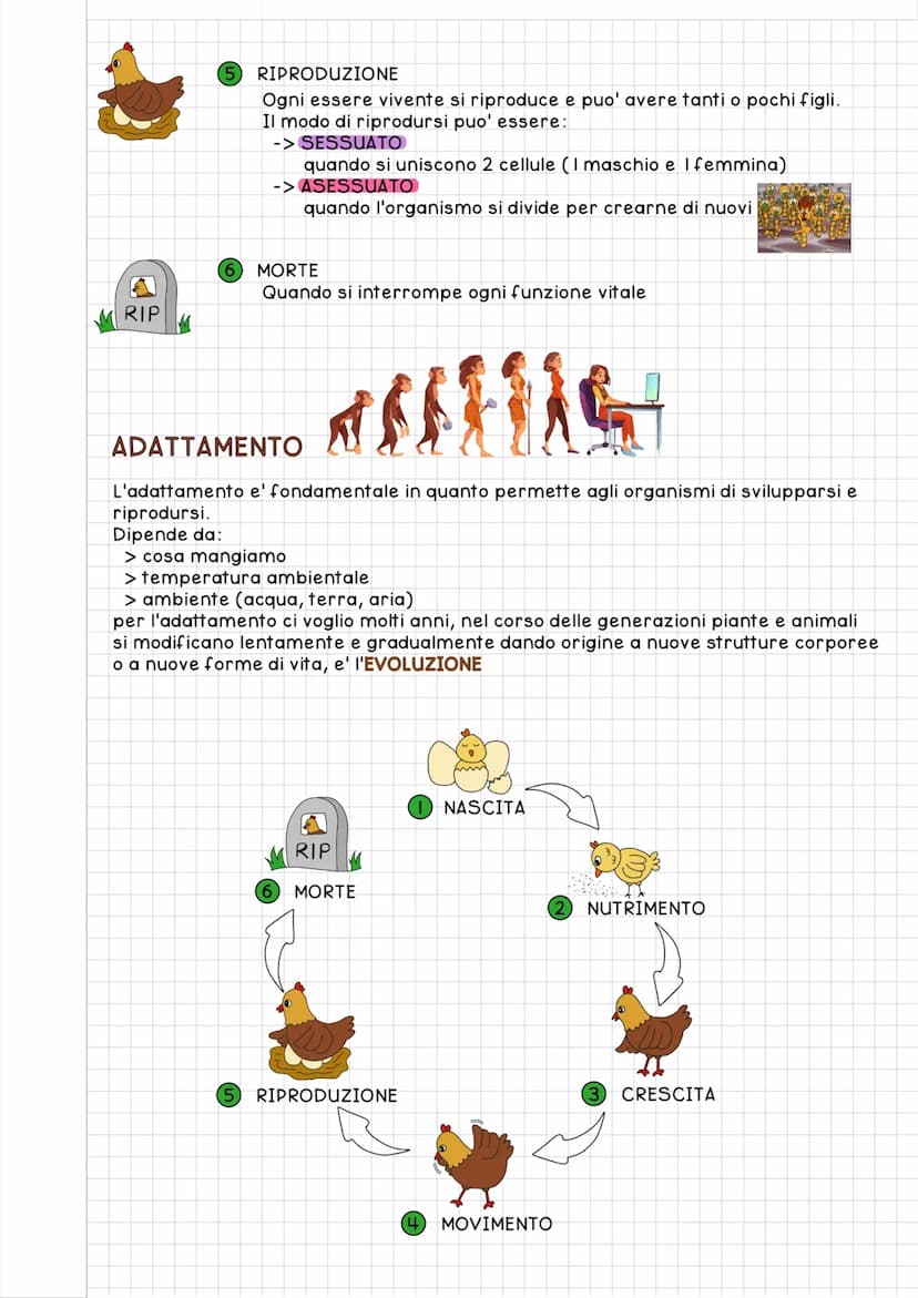 
<h2 id="le5fasidellavita">Le 5 Fasi della Vita</h2>
<p>La vita è la caratteristica comune a tutti gli esseri viventi, che consiste nella ca