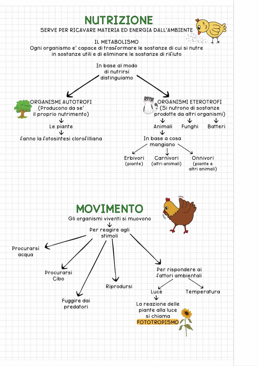 
<h2 id="le5fasidellavita">Le 5 Fasi della Vita</h2>
<p>La vita è la caratteristica comune a tutti gli esseri viventi, che consiste nella ca