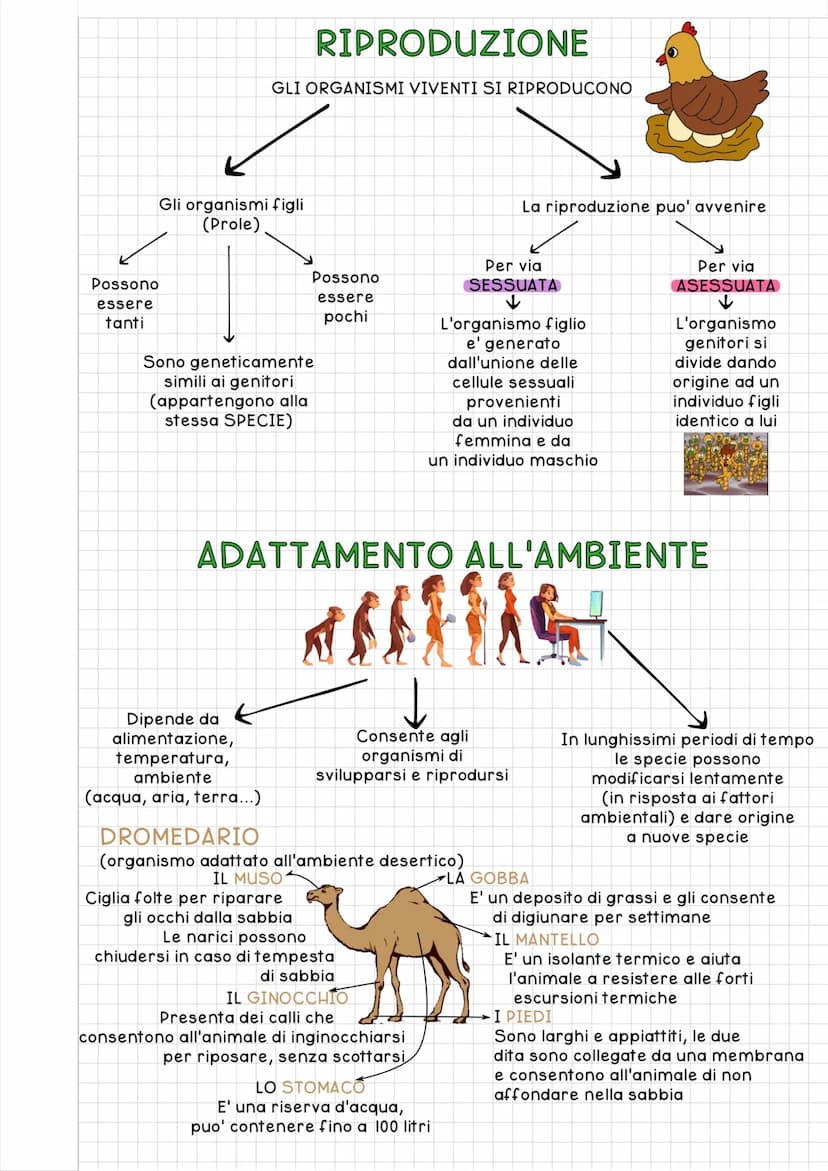 
<h2 id="le5fasidellavita">Le 5 Fasi della Vita</h2>
<p>La vita è la caratteristica comune a tutti gli esseri viventi, che consiste nella ca