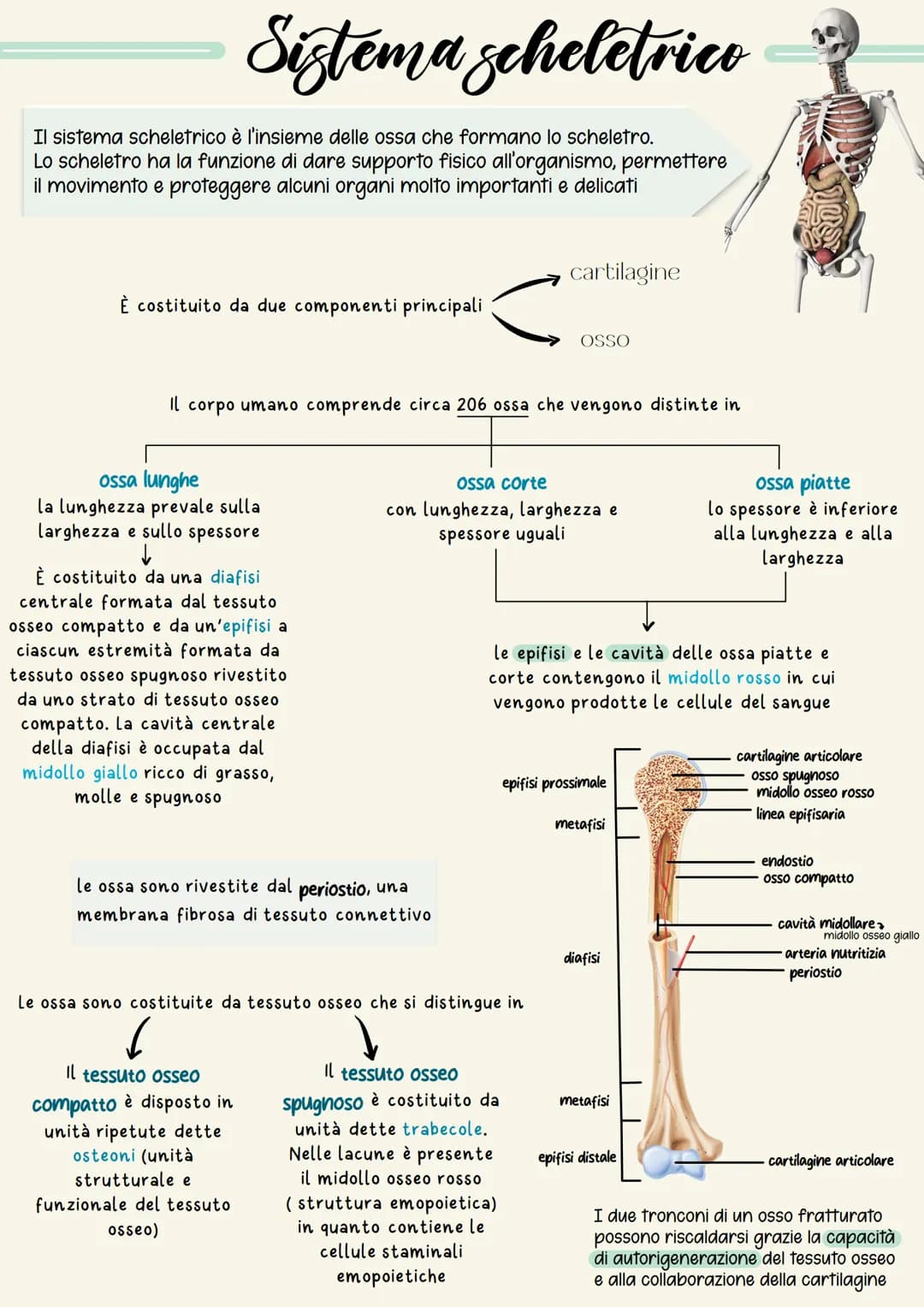 Sistema scheletrico
Il sistema scheletrico è l'insieme delle ossa che formano lo scheletro.
Lo scheletro ha la funzione di dare supporto fis