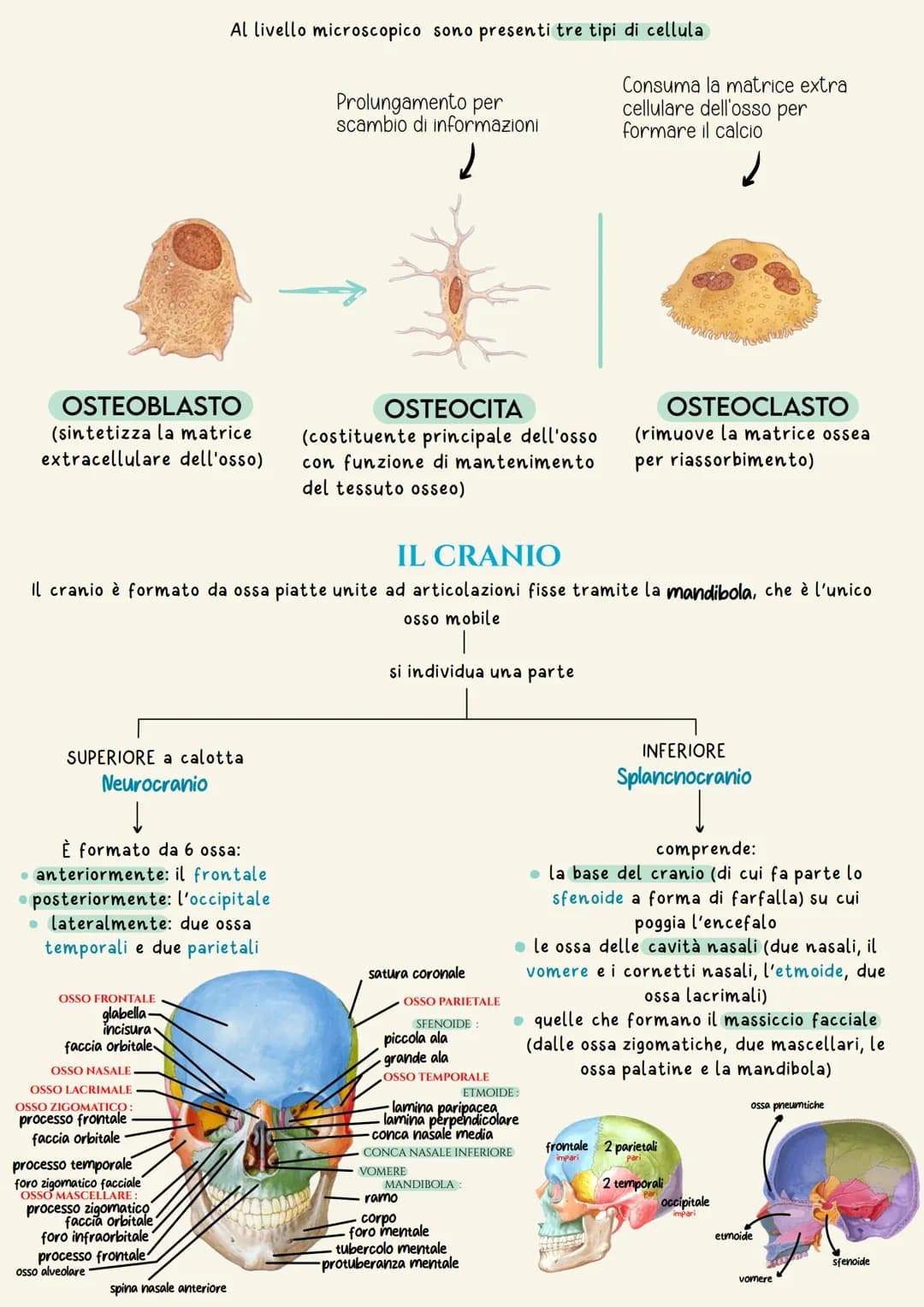 Sistema scheletrico
Il sistema scheletrico è l'insieme delle ossa che formano lo scheletro.
Lo scheletro ha la funzione di dare supporto fis