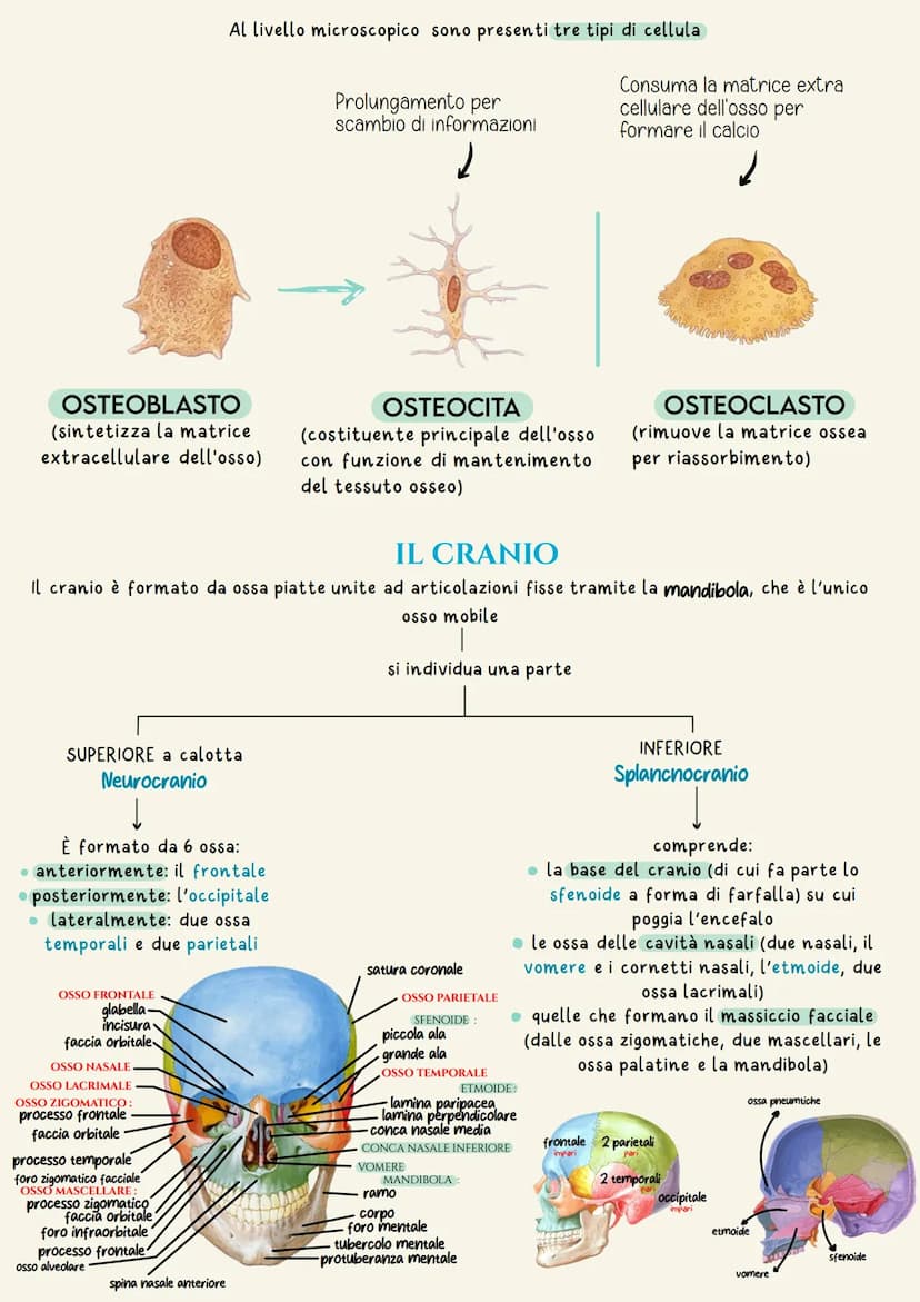 Sistema scheletrico
Il sistema scheletrico è l'insieme delle ossa che formano lo scheletro.
Lo scheletro ha la funzione di dare supporto fis