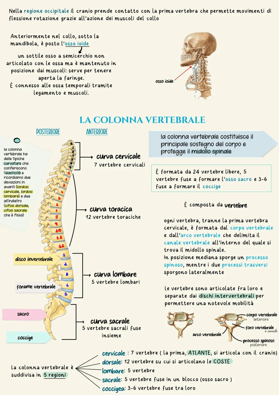 Sistema scheletrico
Il sistema scheletrico è l'insieme delle ossa che formano lo scheletro.
Lo scheletro ha la funzione di dare supporto fis