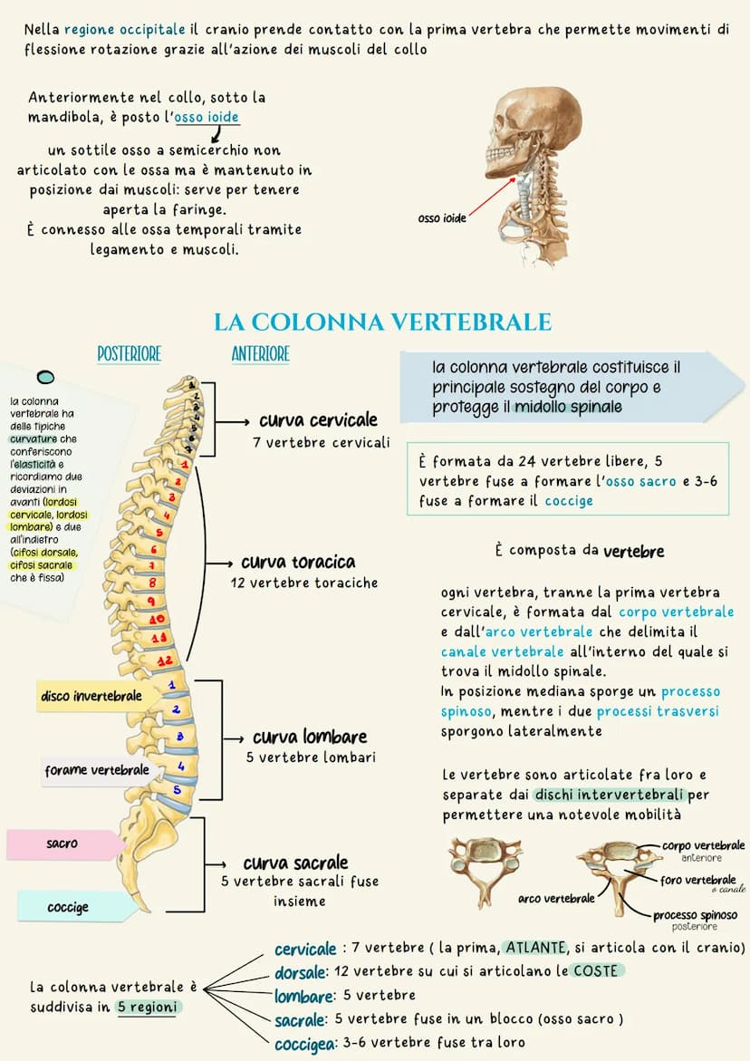 Sistema scheletrico
Il sistema scheletrico è l'insieme delle ossa che formano lo scheletro.
Lo scheletro ha la funzione di dare supporto fis
