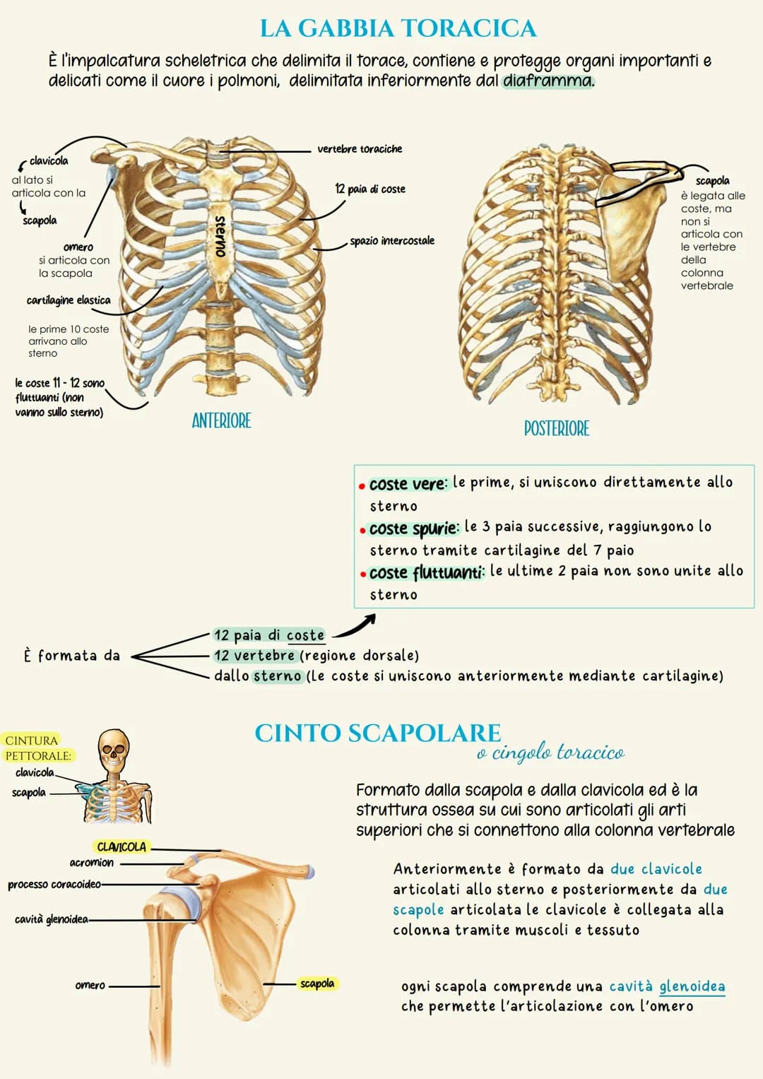 Sistema scheletrico
Il sistema scheletrico è l'insieme delle ossa che formano lo scheletro.
Lo scheletro ha la funzione di dare supporto fis