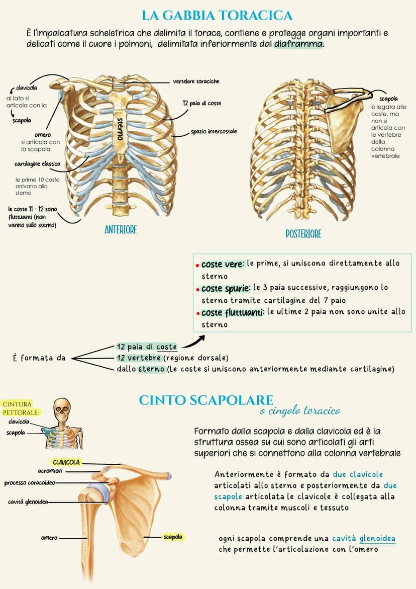 Sistema scheletrico
Il sistema scheletrico è l'insieme delle ossa che formano lo scheletro.
Lo scheletro ha la funzione di dare supporto fis