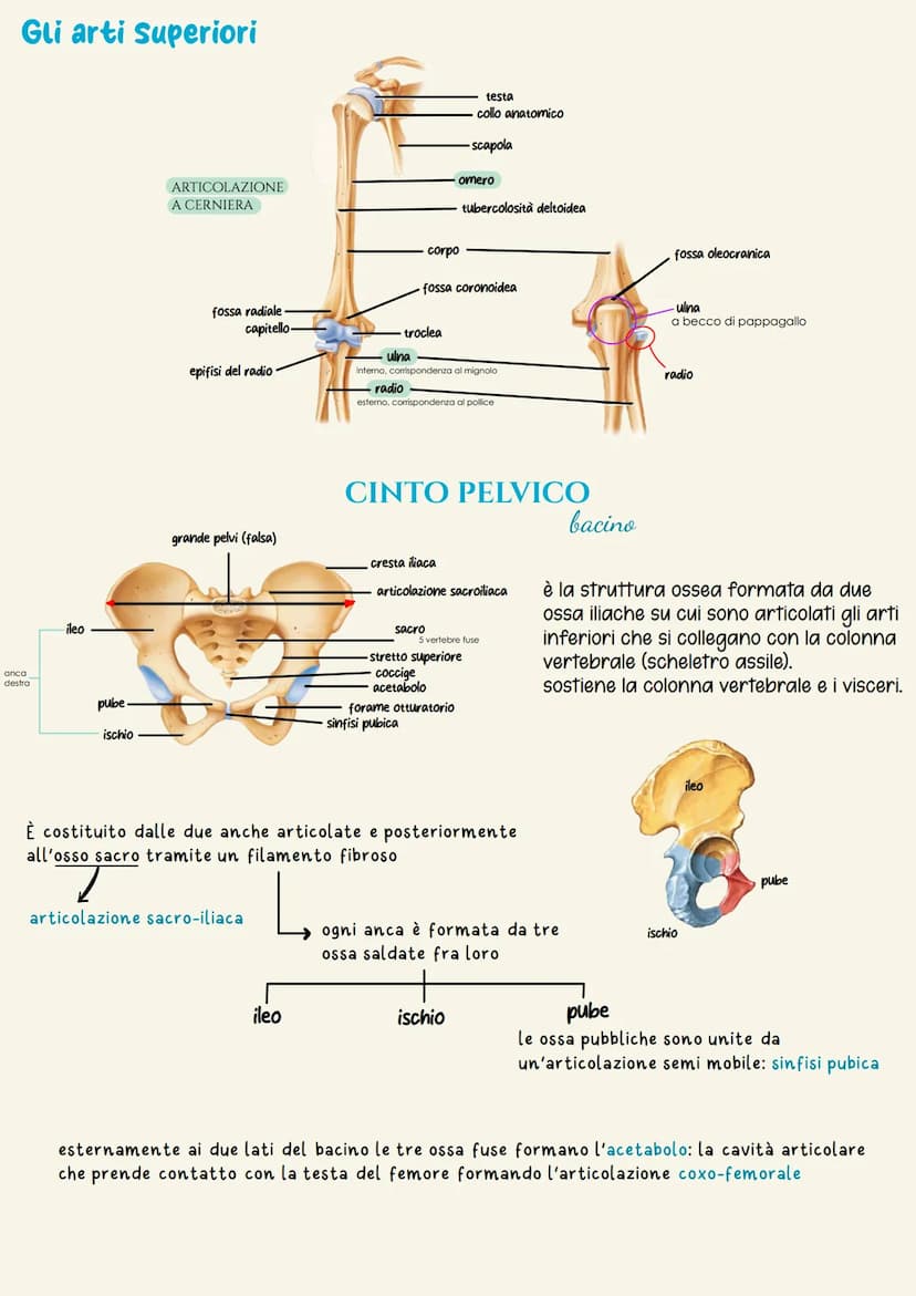 Sistema scheletrico
Il sistema scheletrico è l'insieme delle ossa che formano lo scheletro.
Lo scheletro ha la funzione di dare supporto fis