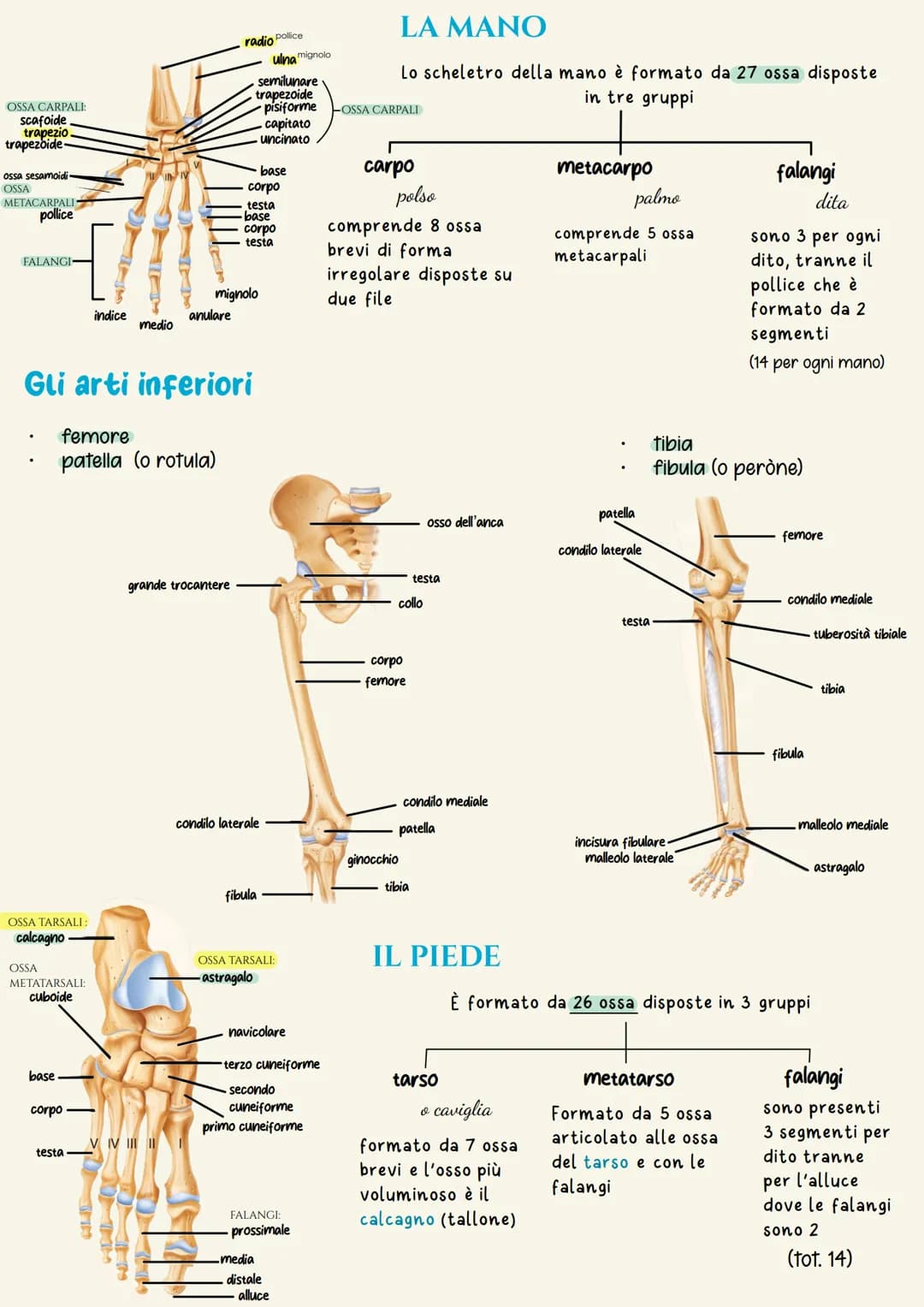 Sistema scheletrico
Il sistema scheletrico è l'insieme delle ossa che formano lo scheletro.
Lo scheletro ha la funzione di dare supporto fis