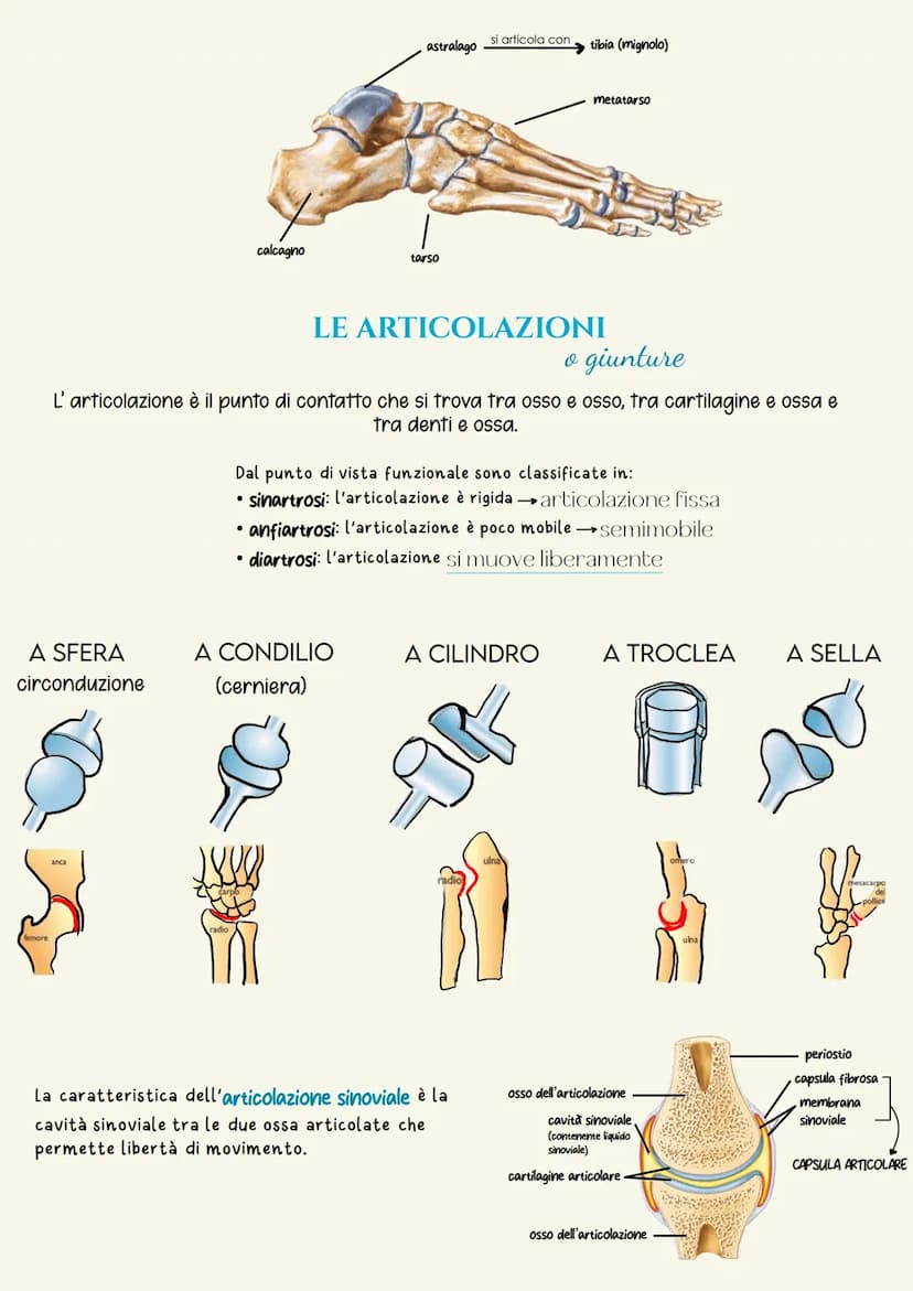 Sistema scheletrico
Il sistema scheletrico è l'insieme delle ossa che formano lo scheletro.
Lo scheletro ha la funzione di dare supporto fis