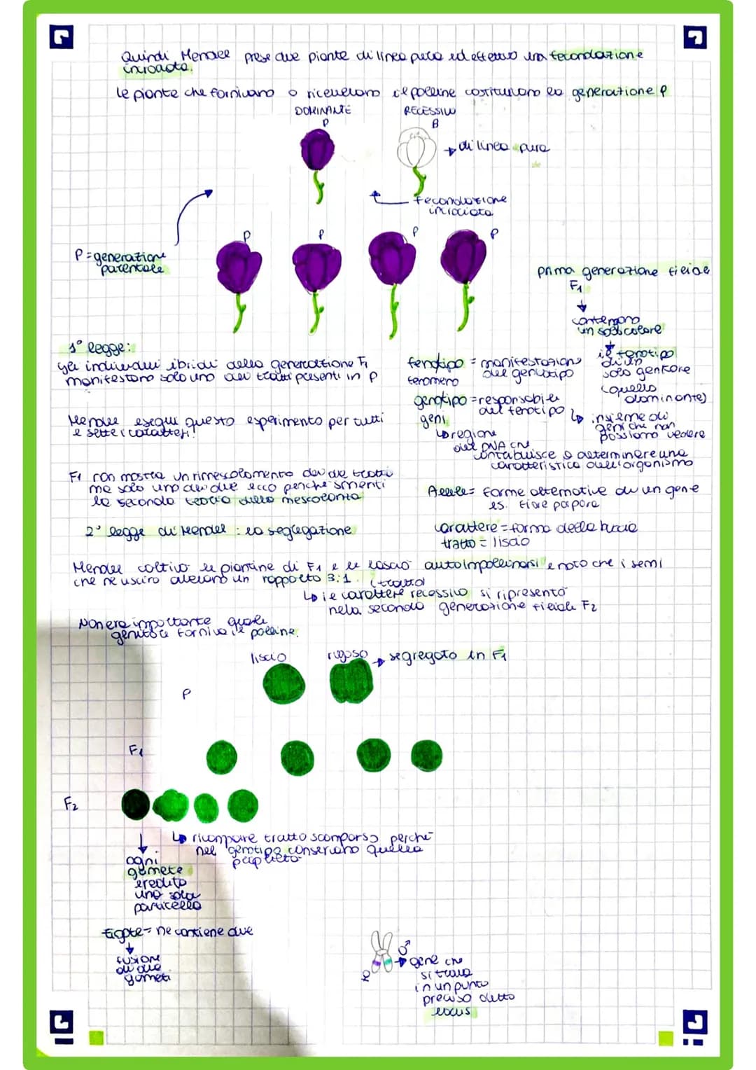 
<p>La genetica è una branca della biologia che comprende il genetica classico o generale, la citogenetica e la genetica molecolare. In ques