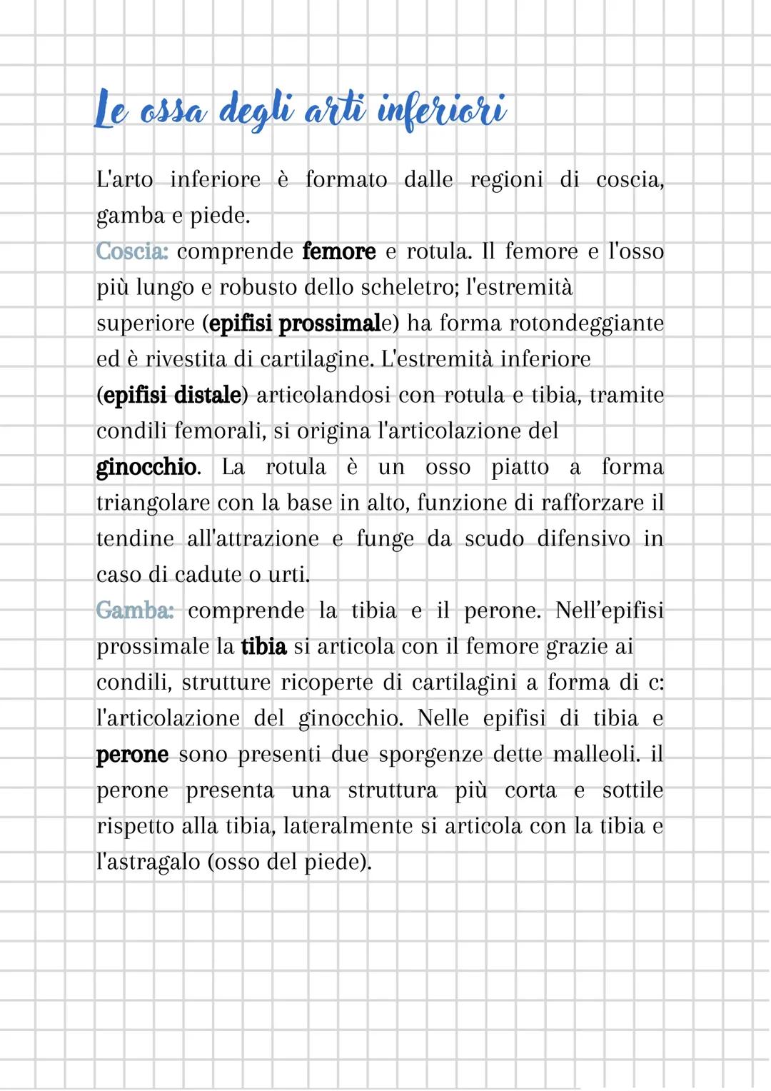 L'apparato scheletrico
L'apparato scheletrico è composto dall'unione di tessuti
diversi che danno forma alle ossa, le quali insieme
formano 