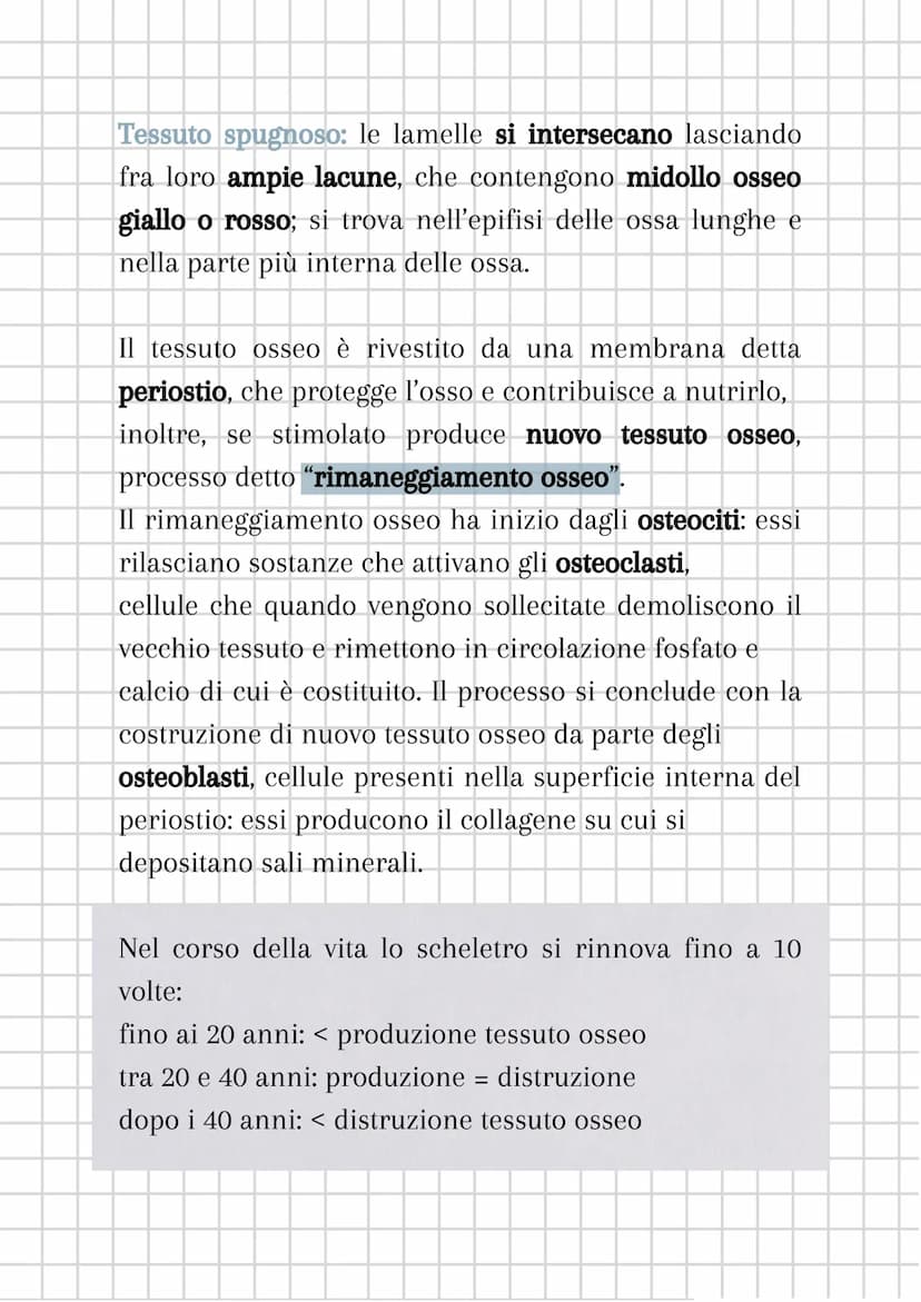 L'apparato scheletrico
L'apparato scheletrico è composto dall'unione di tessuti
diversi che danno forma alle ossa, le quali insieme
formano 