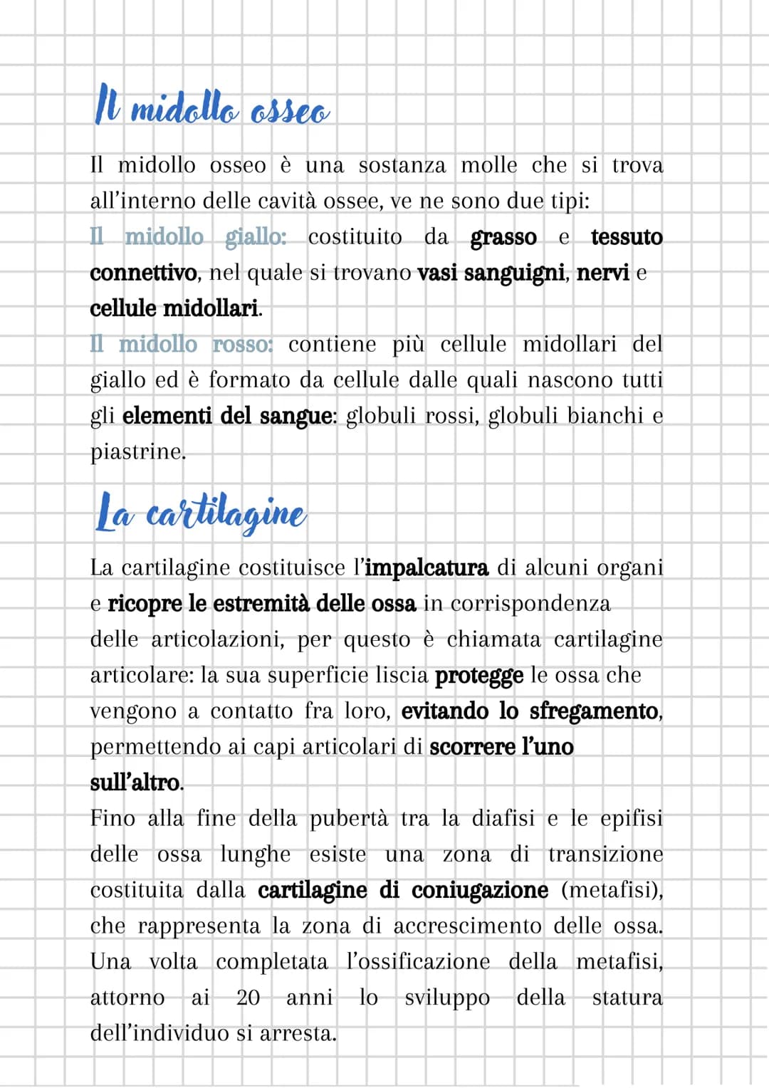 L'apparato scheletrico
L'apparato scheletrico è composto dall'unione di tessuti
diversi che danno forma alle ossa, le quali insieme
formano 