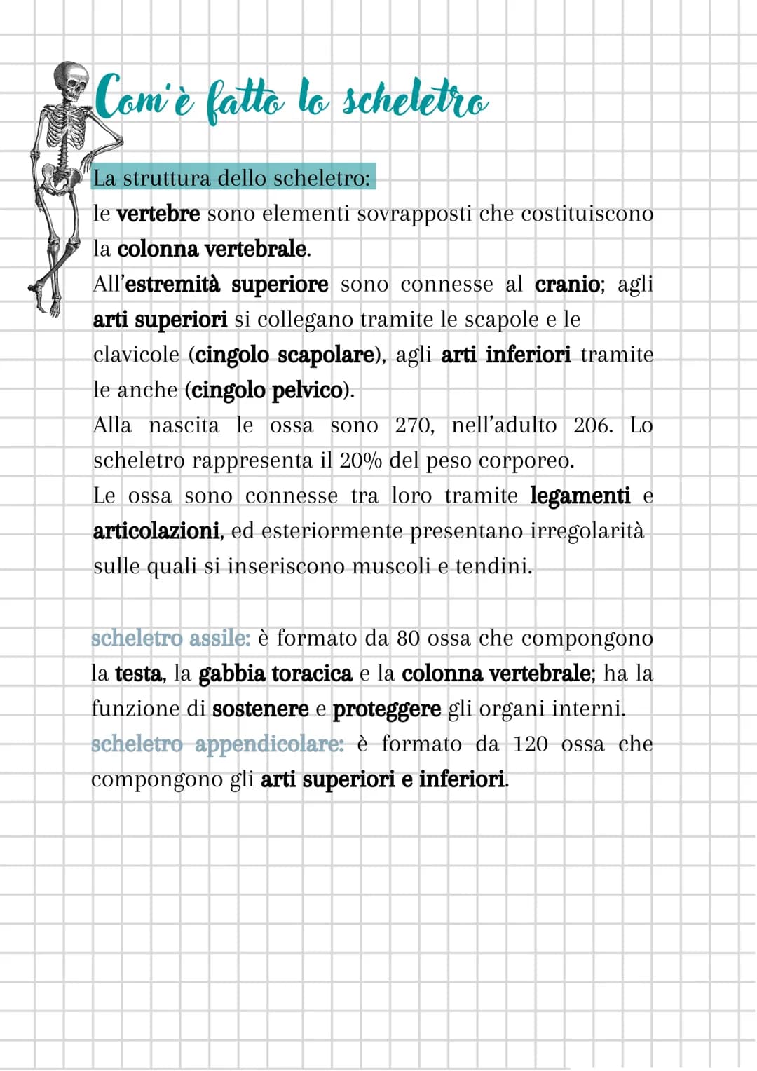 L'apparato scheletrico
L'apparato scheletrico è composto dall'unione di tessuti
diversi che danno forma alle ossa, le quali insieme
formano 