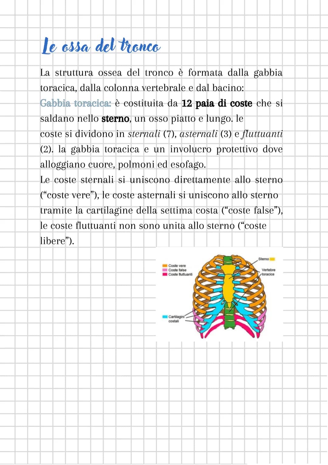 L'apparato scheletrico
L'apparato scheletrico è composto dall'unione di tessuti
diversi che danno forma alle ossa, le quali insieme
formano 