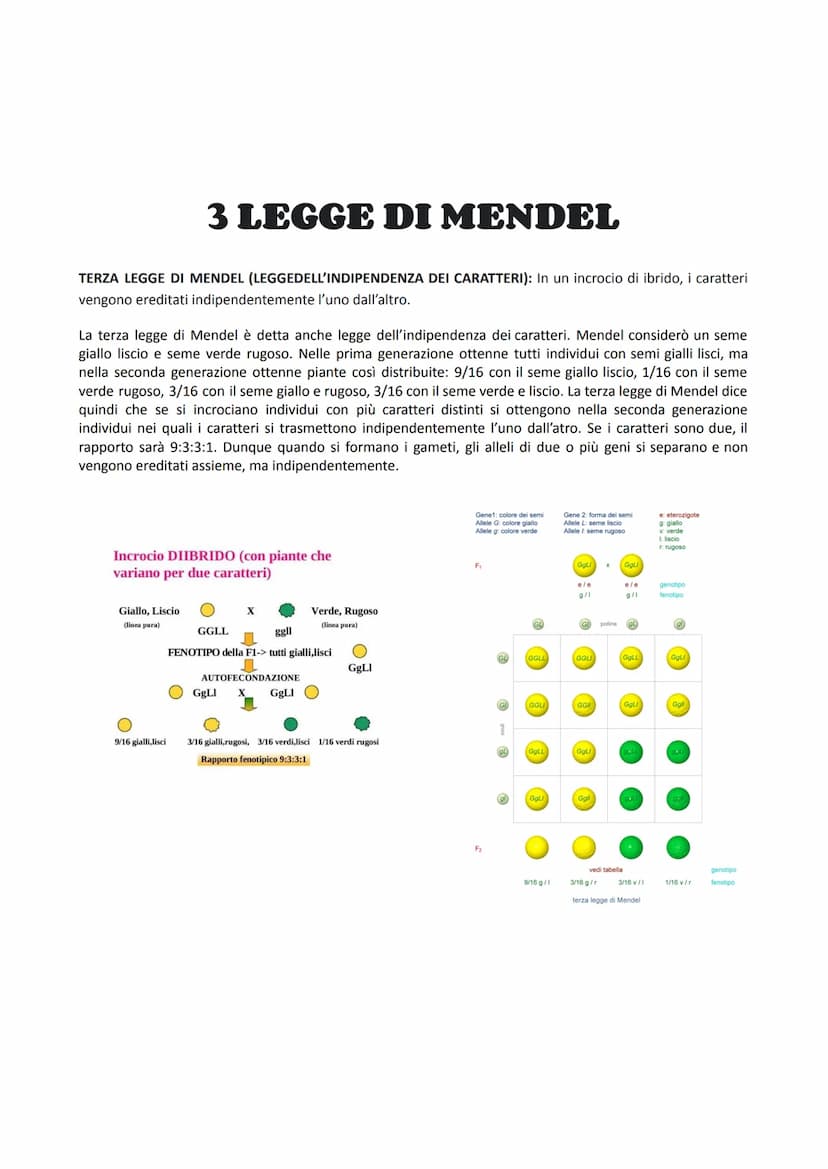P
LE LEGGI DI MENDEL
F₁
Quando parliamo di Mel stiamo parlando della genetica classica, ossia quella genetica ancora valida oggi e
si basa s