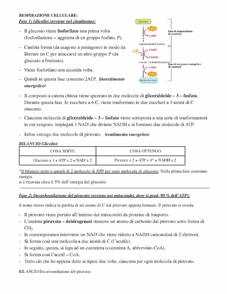 Know respirazione cellulare e fermentazione  thumbnail