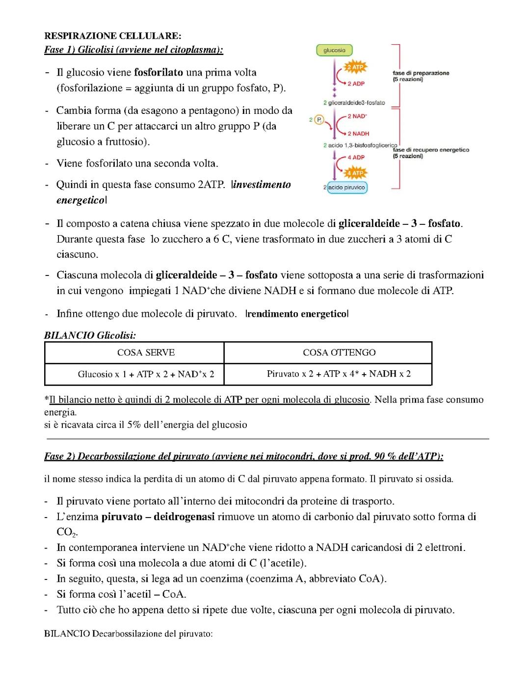 Respirazione Cellulare e Decarbossilazione Ossidativa del Piruvato: Schema Facile