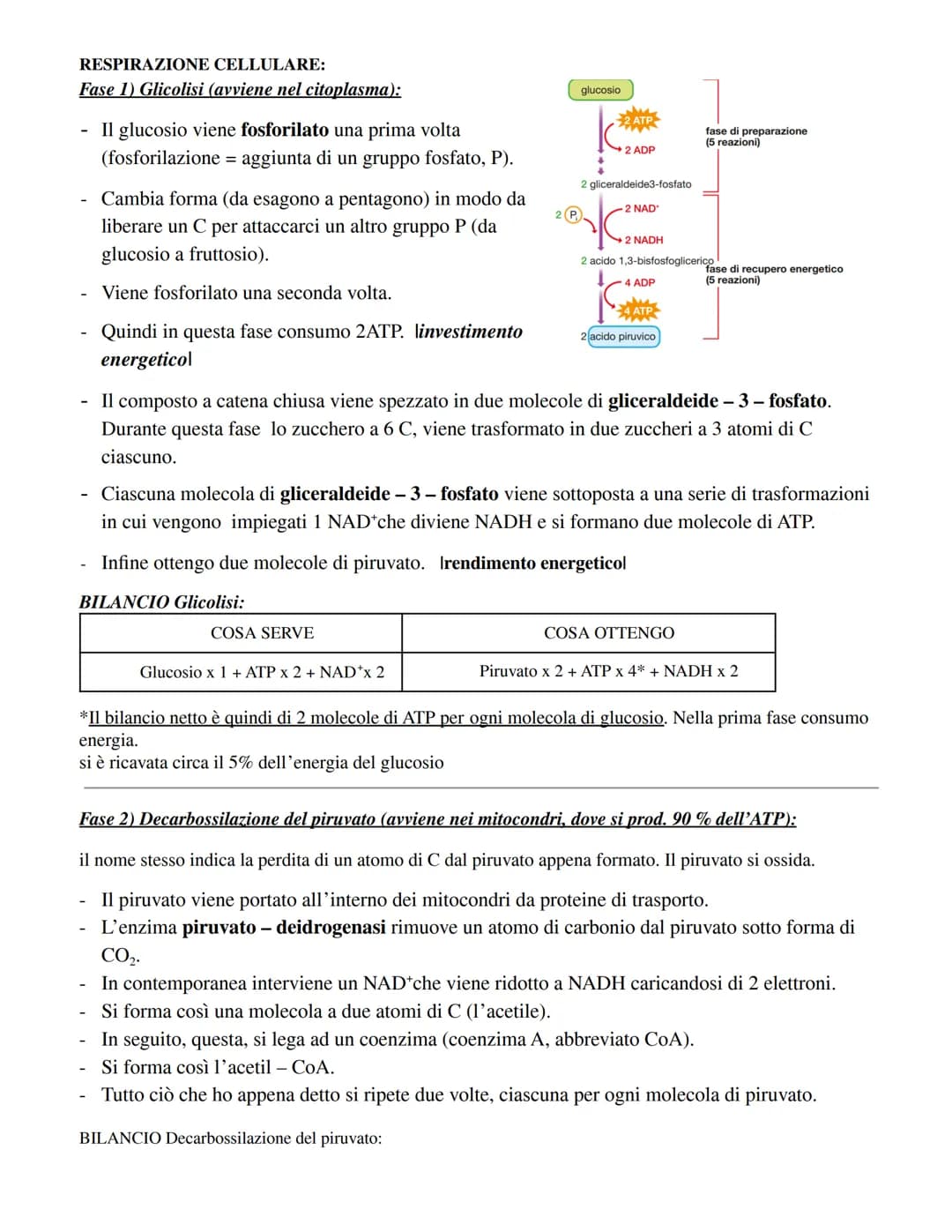 RESPIRAZIONE CELLULARE:
Fase 1) Glicolisi (avviene nel citoplasma):
Il glucosio viene fosforilato una prima volta
aggiunta di un gruppo fosf