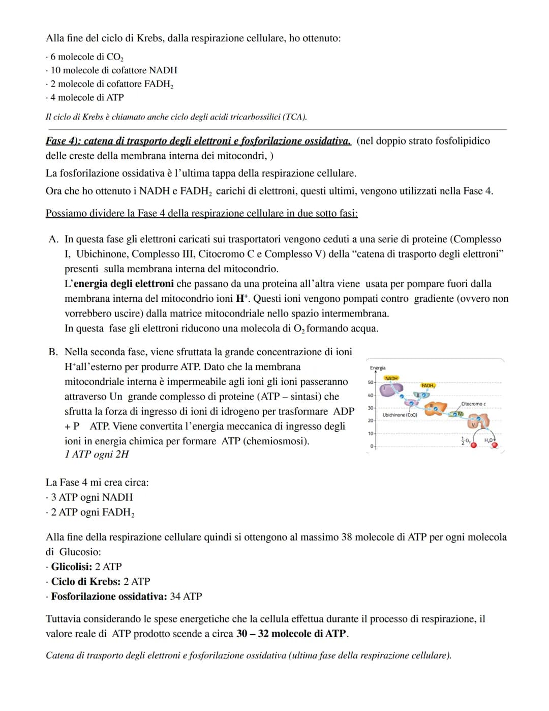 RESPIRAZIONE CELLULARE:
Fase 1) Glicolisi (avviene nel citoplasma):
Il glucosio viene fosforilato una prima volta
aggiunta di un gruppo fosf