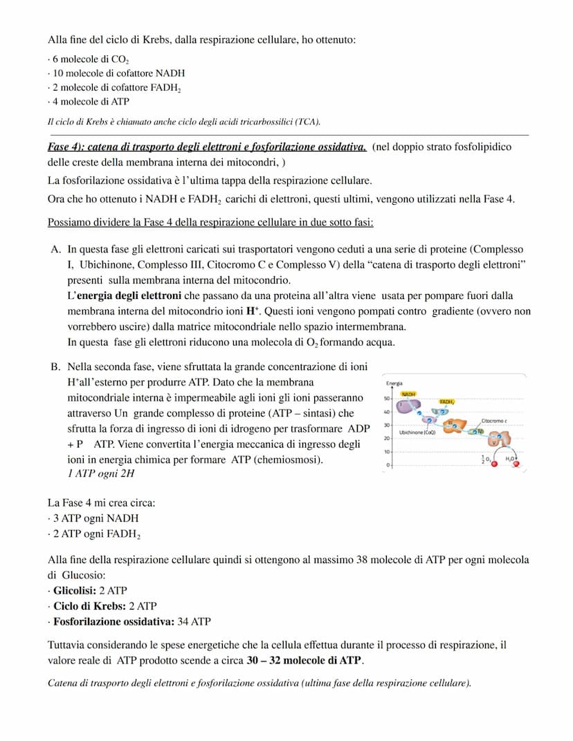 RESPIRAZIONE CELLULARE:
Fase 1) Glicolisi (avviene nel citoplasma):
Il glucosio viene fosforilato una prima volta
aggiunta di un gruppo fosf
