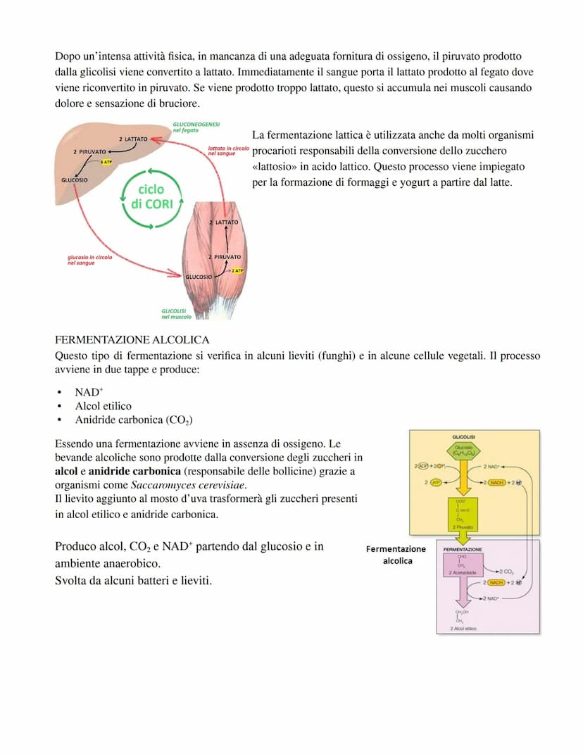 RESPIRAZIONE CELLULARE:
Fase 1) Glicolisi (avviene nel citoplasma):
Il glucosio viene fosforilato una prima volta
aggiunta di un gruppo fosf