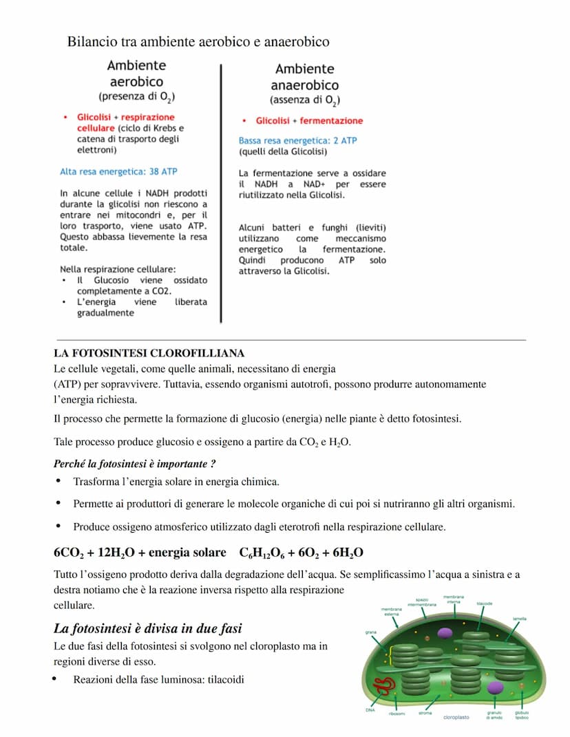 RESPIRAZIONE CELLULARE:
Fase 1) Glicolisi (avviene nel citoplasma):
Il glucosio viene fosforilato una prima volta
aggiunta di un gruppo fosf