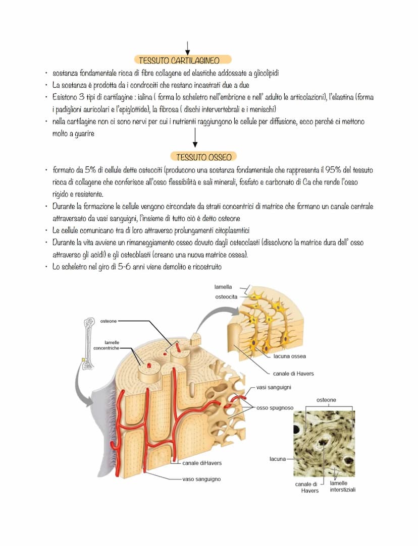 cellule che svolgono lo stesso lavoro formano TESSUTI
tessuti diversi formano ORGANI
organi che collaborano allo svolgimento di una stessa
f