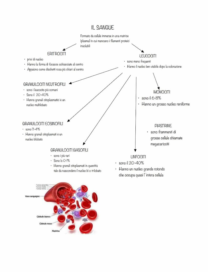 cellule che svolgono lo stesso lavoro formano TESSUTI
tessuti diversi formano ORGANI
organi che collaborano allo svolgimento di una stessa
f