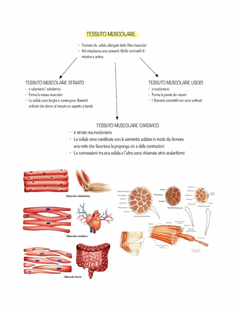 cellule che svolgono lo stesso lavoro formano TESSUTI
tessuti diversi formano ORGANI
organi che collaborano allo svolgimento di una stessa
f