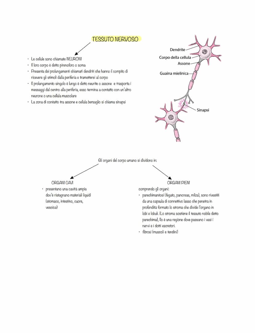 cellule che svolgono lo stesso lavoro formano TESSUTI
tessuti diversi formano ORGANI
organi che collaborano allo svolgimento di una stessa
f