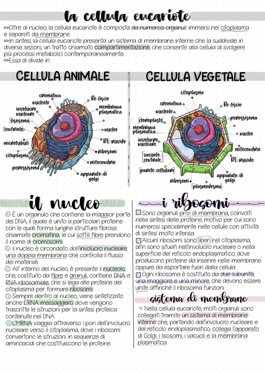 la cellula eucariote
=>Oltre al nucleo, la cellula eucariote è composta da numerosi organuli immersi nel citoplasma
e separati da membrane:
