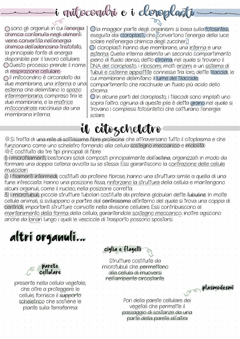 la cellula eucariote
=>Oltre al nucleo, la cellula eucariote è composta da numerosi organuli immersi nel citoplasma
e separati da membrane:
