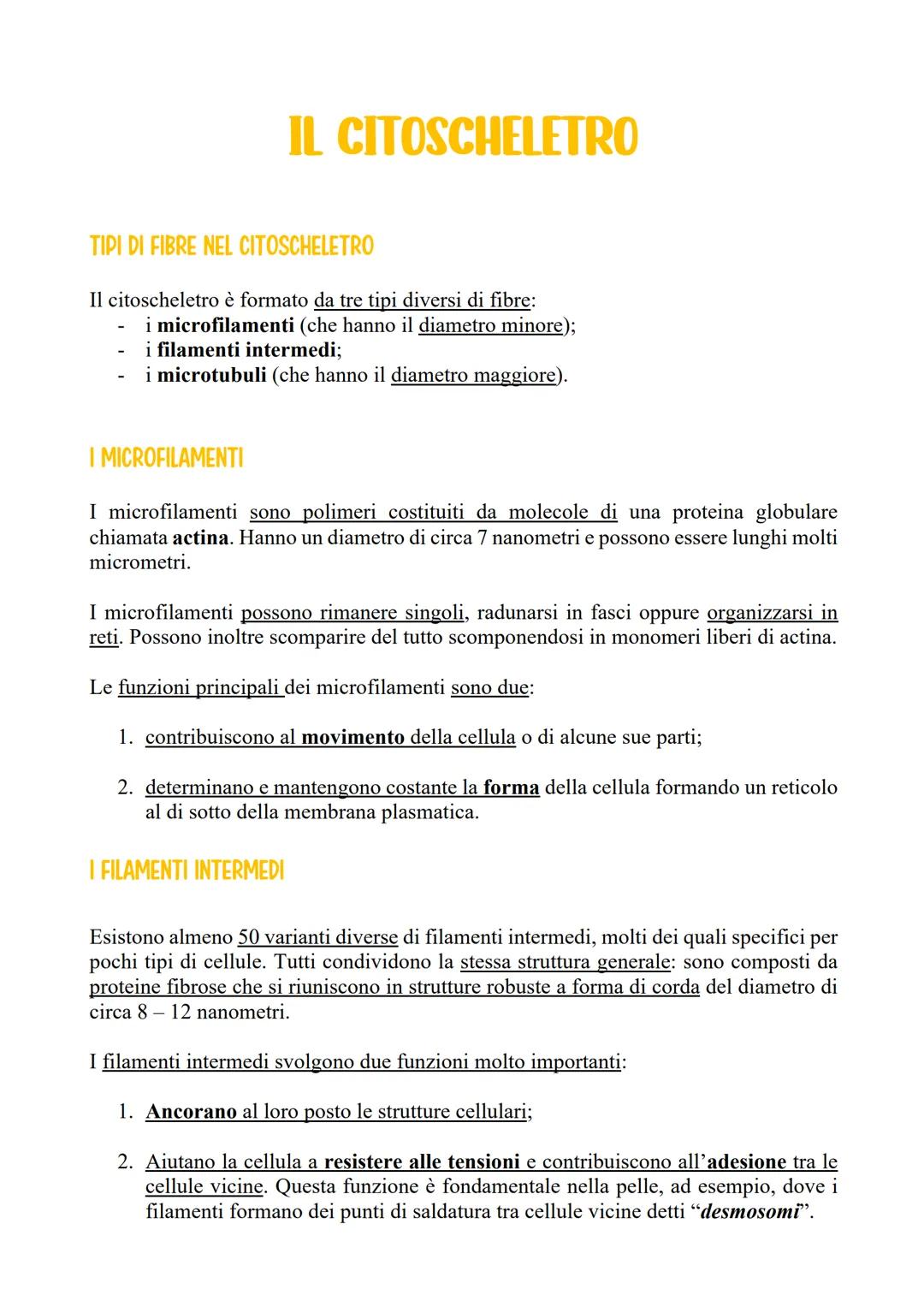 # IL CITOSCHELETRO

## TIPI DI FIBRE NEL CITOSCHELETRO

Il citoscheletro è formato da tre tipi diversi di fibre:
- i microfilamenti (che han