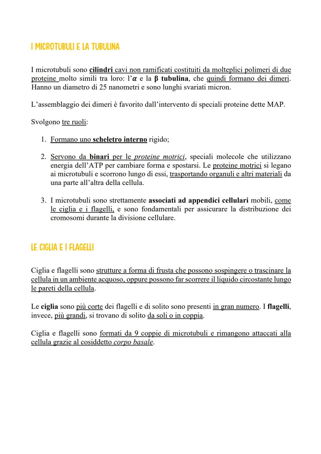 # IL CITOSCHELETRO

## TIPI DI FIBRE NEL CITOSCHELETRO

Il citoscheletro è formato da tre tipi diversi di fibre:
- i microfilamenti (che han