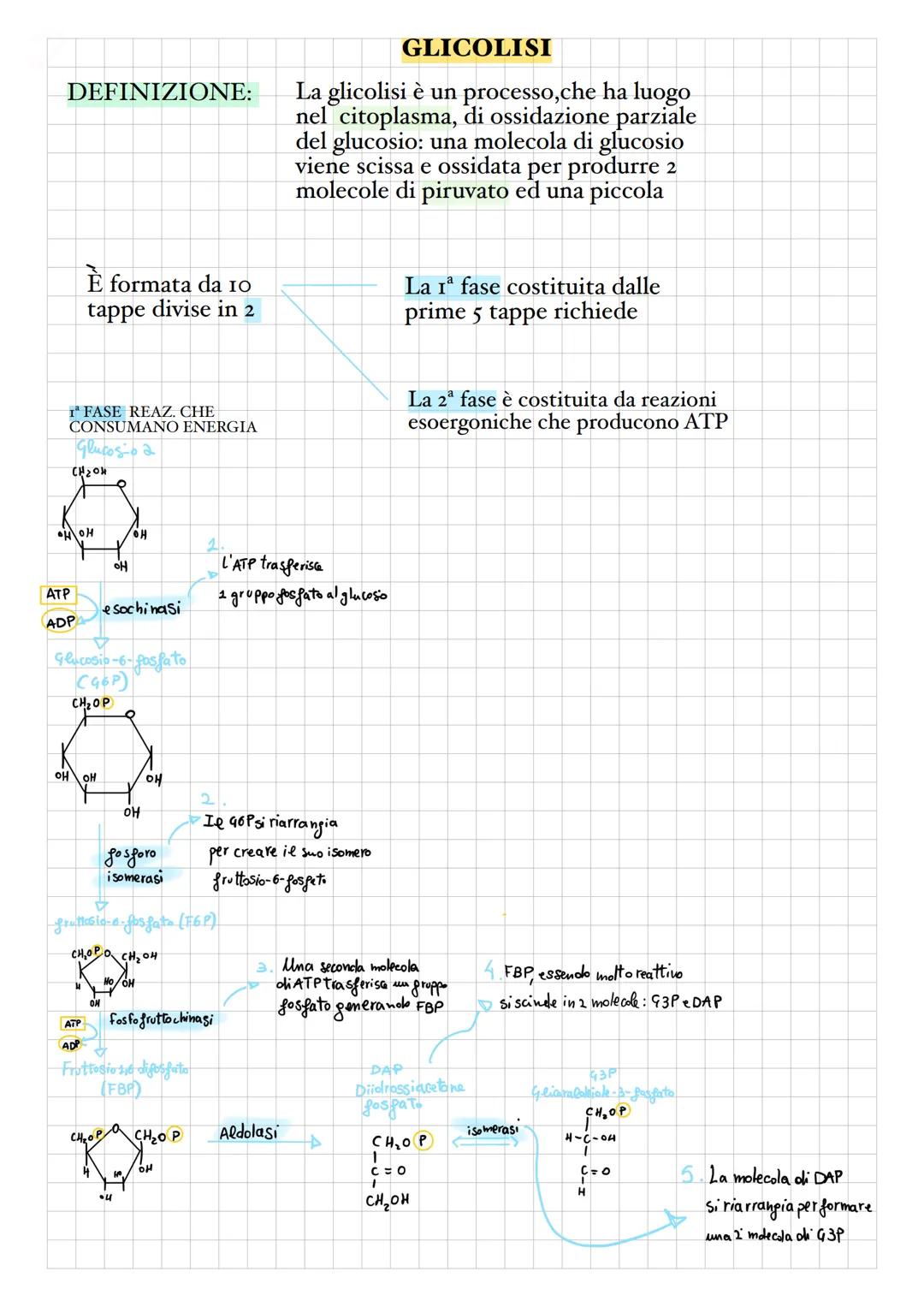 # GLICOLISI

DEFINIZIONE:
La glicolisi è un processo, che ha luogo
nel citoplasma, di ossidazione parziale
del glucosio: una molecola di glu