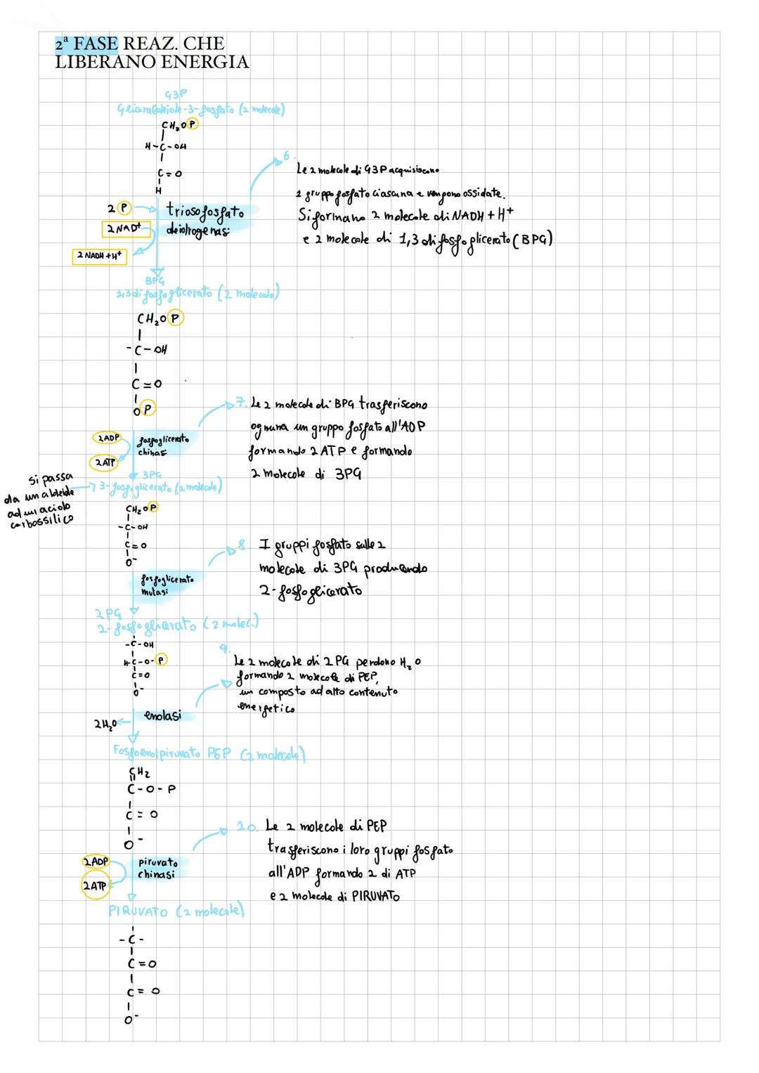 # GLICOLISI

DEFINIZIONE:
La glicolisi è un processo, che ha luogo
nel citoplasma, di ossidazione parziale
del glucosio: una molecola di glu
