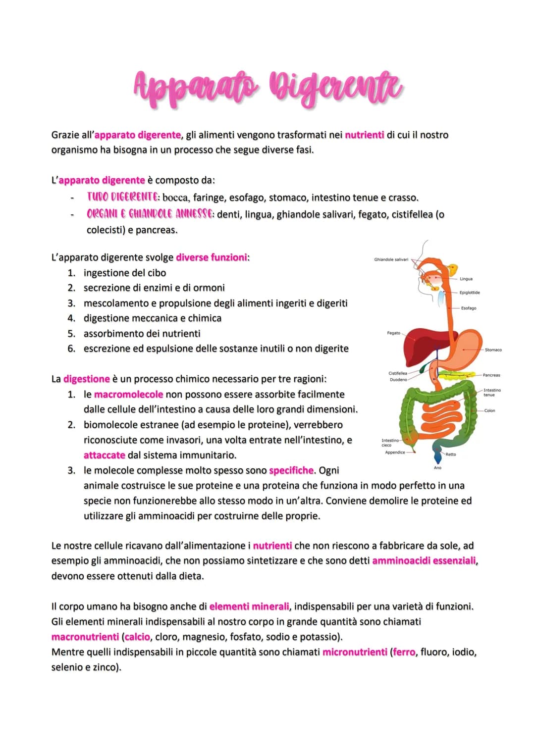 Apparats Digerente
Grazie all'apparato digerente, gli alimenti vengono trasformati nei nutrienti di cui il nostro
organismo ha bisogna in un