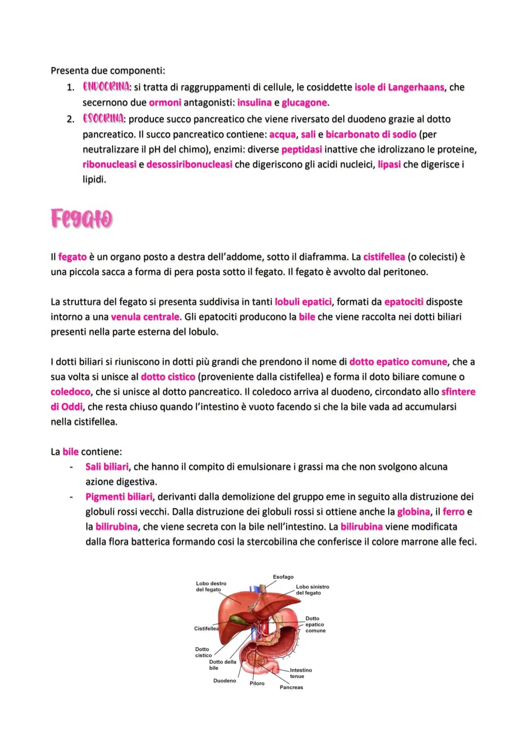 Apparats Digerente
Grazie all'apparato digerente, gli alimenti vengono trasformati nei nutrienti di cui il nostro
organismo ha bisogna in un
