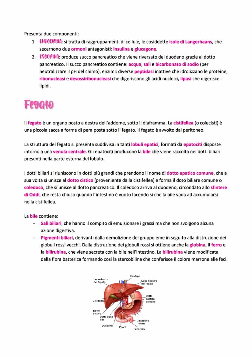 Apparats Digerente
Grazie all'apparato digerente, gli alimenti vengono trasformati nei nutrienti di cui il nostro
organismo ha bisogna in un