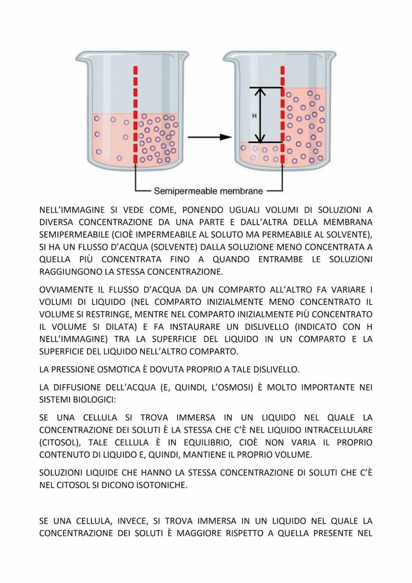 LA MEMBRANA PLASMATICA:
È UNA STRUTTURA FORMATA DA UN DUE STRATI DI FOSFOLIPIDI, DISPOSTI IN
MODO CHE LE CODE PRENDONO CONTATTTO TRA DI LORO