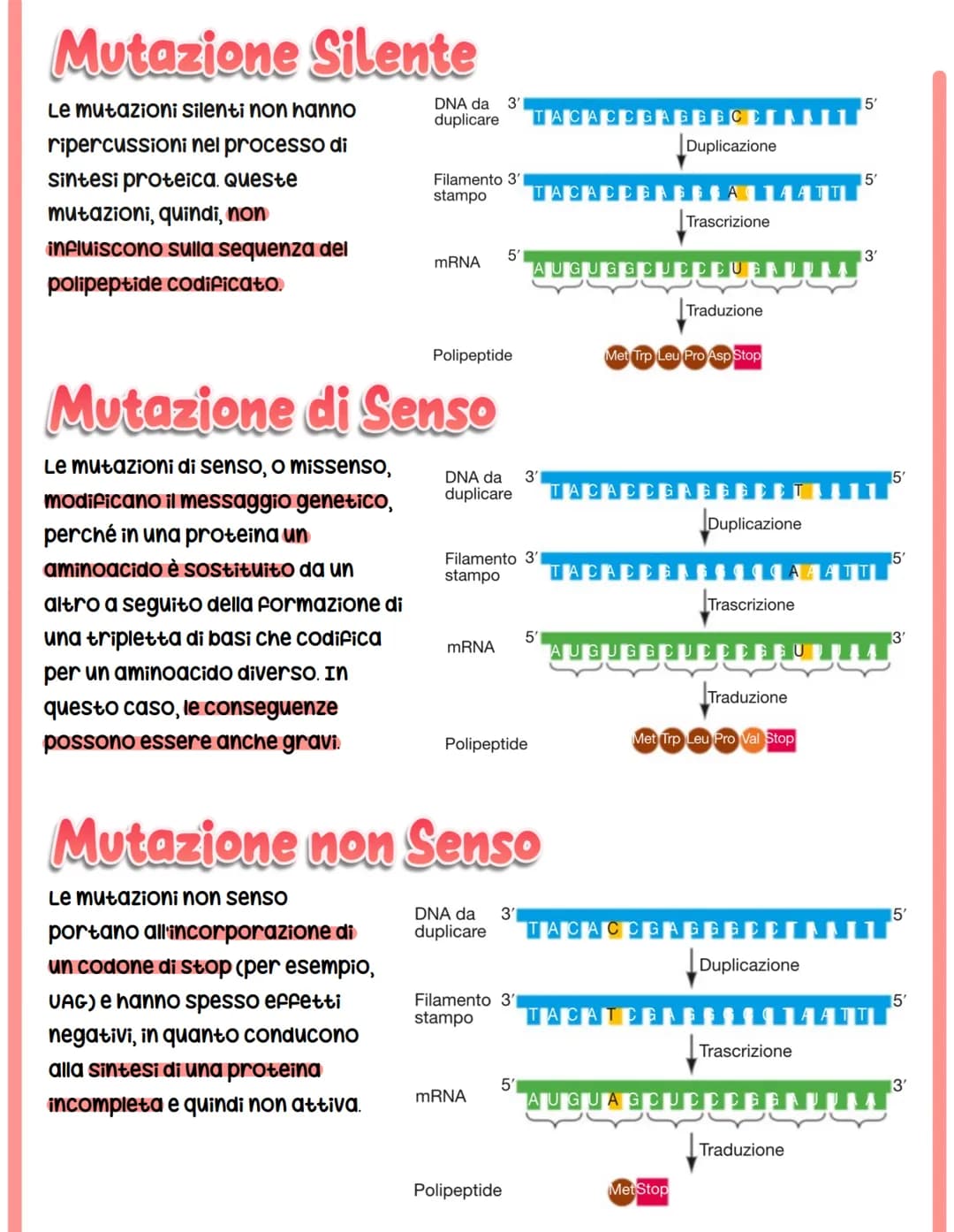 MUTAZIONI
I cambiamenti nella sequenza delle basi azotate del DNA producono proteine con
funzionalità alterata.
Si classificano in base a:
c