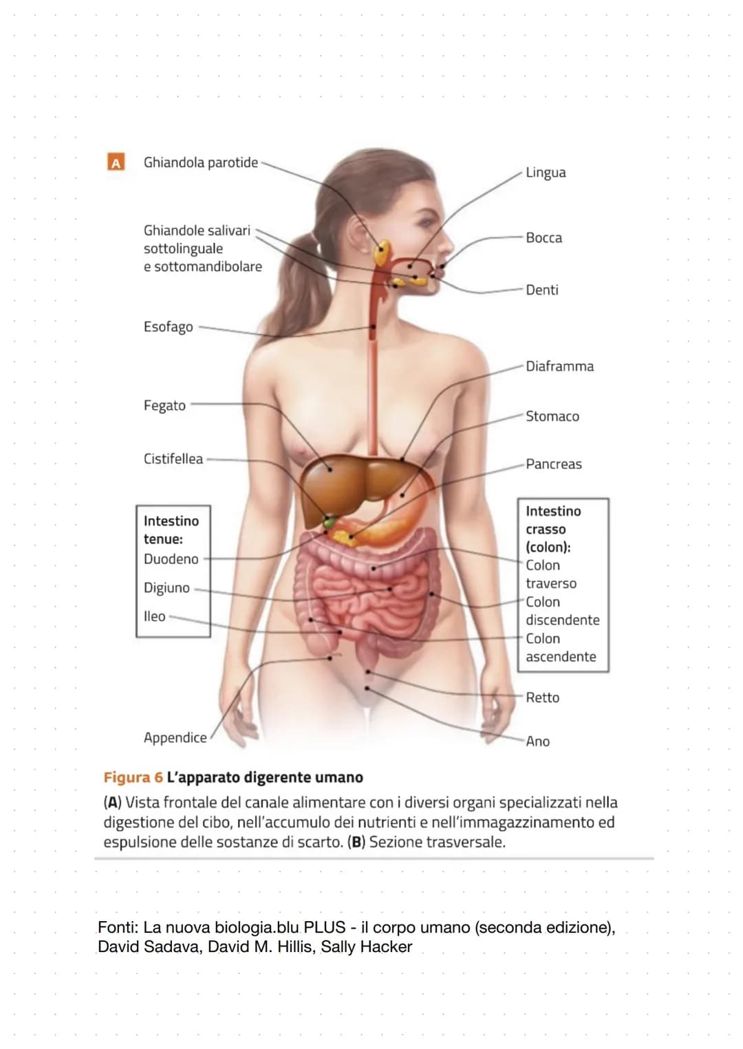A
Ghiandola parotide
Ghiandole salivari
sottolinguale
e sottomandibolare
Esofago
Fegato
Cistifellea
Intestino
tenue:
Duodeno
Digiuno
lleo
Li