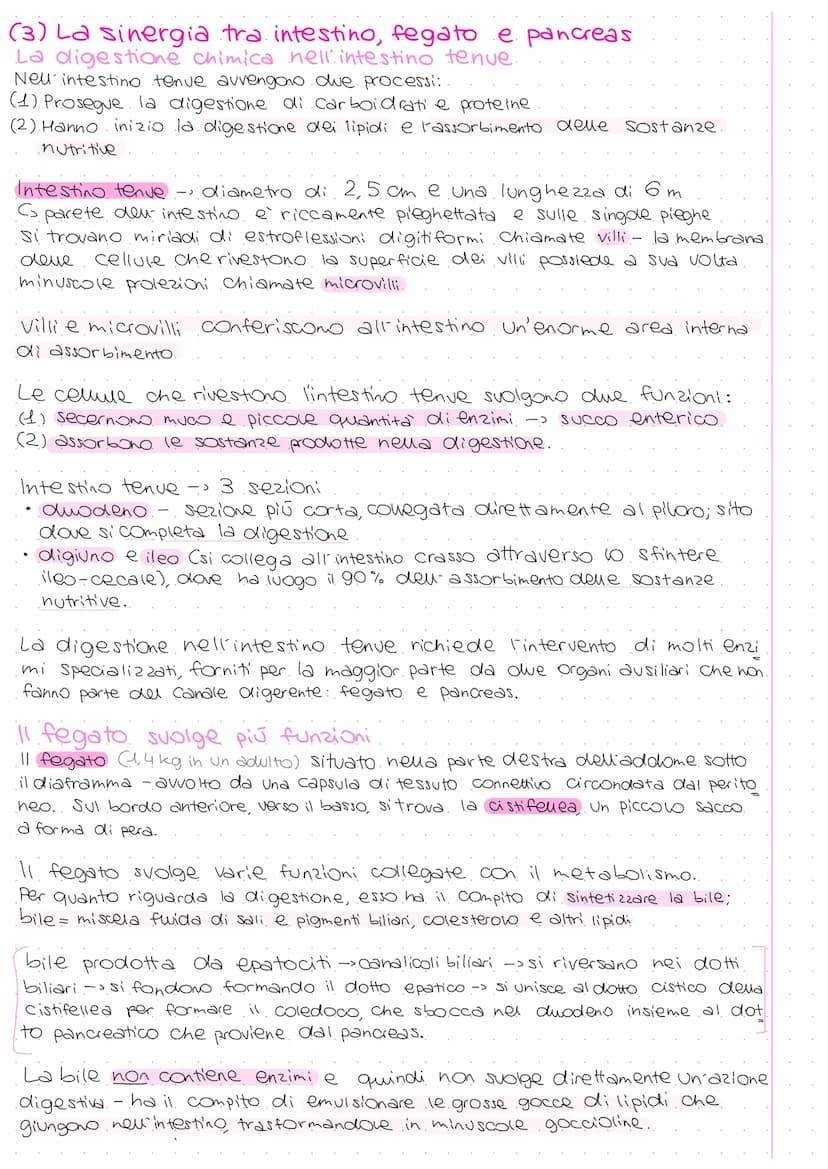 A
Ghiandola parotide
Ghiandole salivari
sottolinguale
e sottomandibolare
Esofago
Fegato
Cistifellea
Intestino
tenue:
Duodeno
Digiuno
lleo
Li