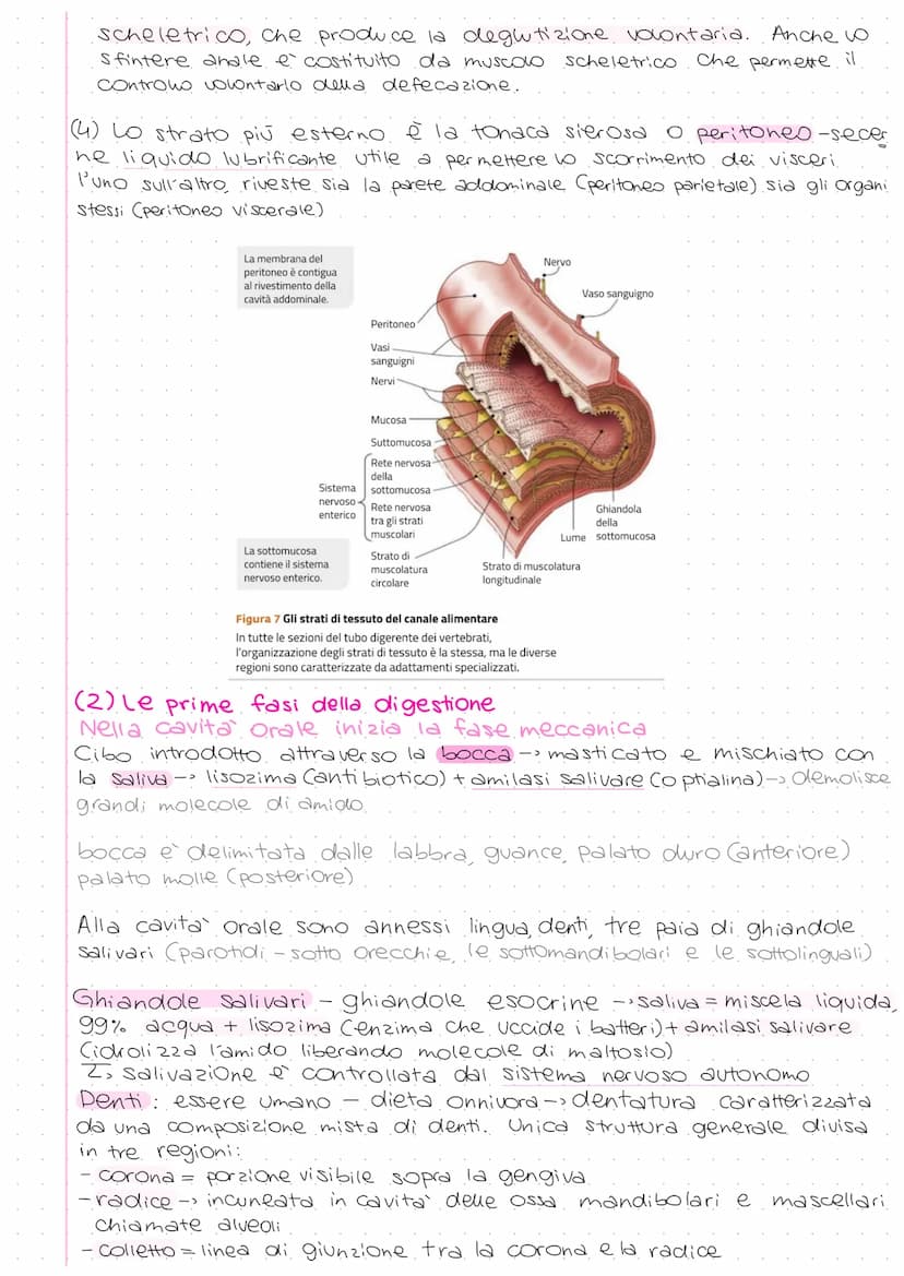 A
Ghiandola parotide
Ghiandole salivari
sottolinguale
e sottomandibolare
Esofago
Fegato
Cistifellea
Intestino
tenue:
Duodeno
Digiuno
lleo
Li