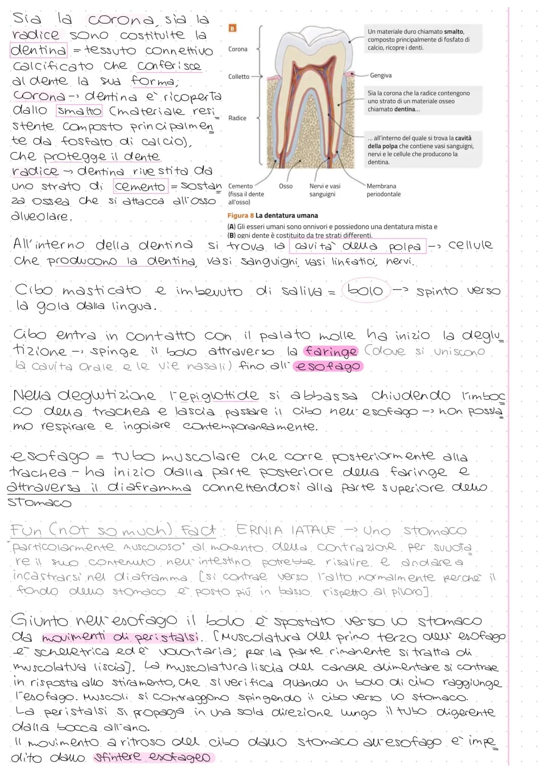 A
Ghiandola parotide
Ghiandole salivari
sottolinguale
e sottomandibolare
Esofago
Fegato
Cistifellea
Intestino
tenue:
Duodeno
Digiuno
lleo
Li