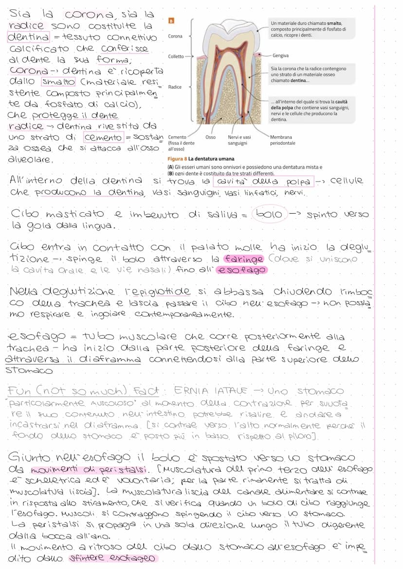 A
Ghiandola parotide
Ghiandole salivari
sottolinguale
e sottomandibolare
Esofago
Fegato
Cistifellea
Intestino
tenue:
Duodeno
Digiuno
lleo
Li